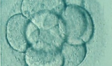 Over Two Million Human Embryos Have Been Killed in the UK in IVF Since 1990