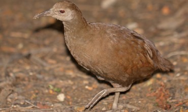 The Lord Howe Woodhen VS NSW Unborn Humans