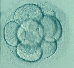 embryo-palter-458x420